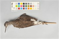 藏品(白腰草鷸)的圖片